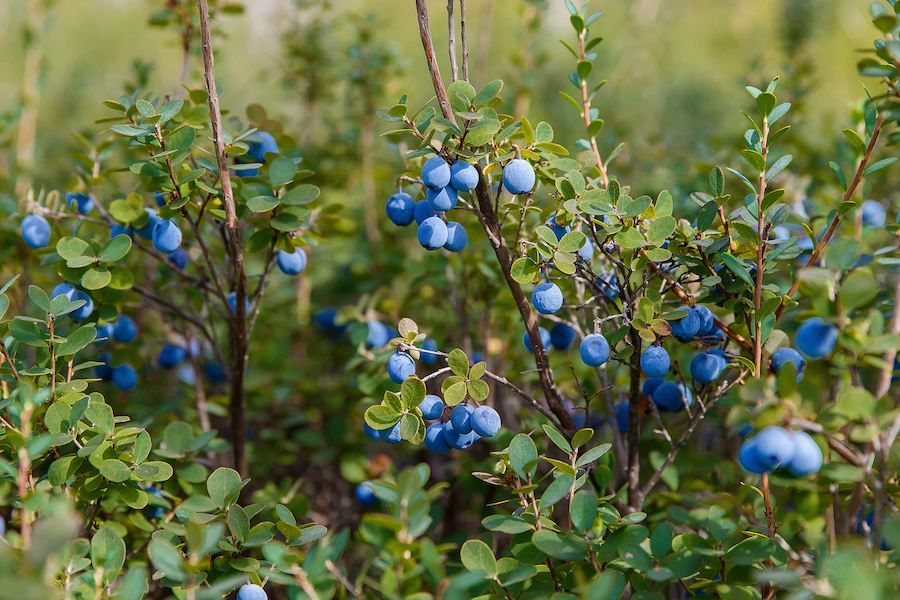 Inner Gardens Field Notes blueberries